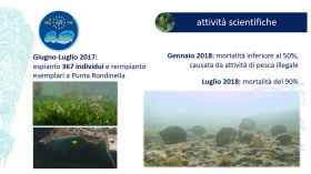 IRSA :: Pinna nobilis: un'icona del Mediterraneo a rischio di estinzione by I seminari dell'IRSA