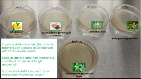 CNR ISB: Microbiologia e sostanze antimicrobiche da piante officinali by isb_channel